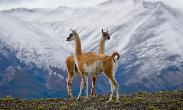 Lamas on the mountains background — Stock Photo, Image