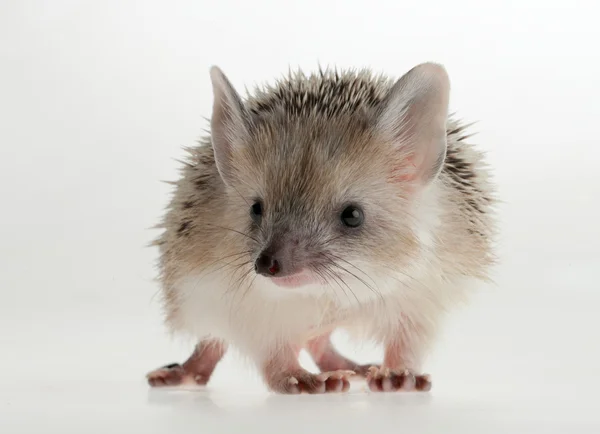 Hedgehog isolated on white — Stock Photo, Image