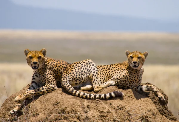 Zwei Geparden in der Savanne. — Stockfoto