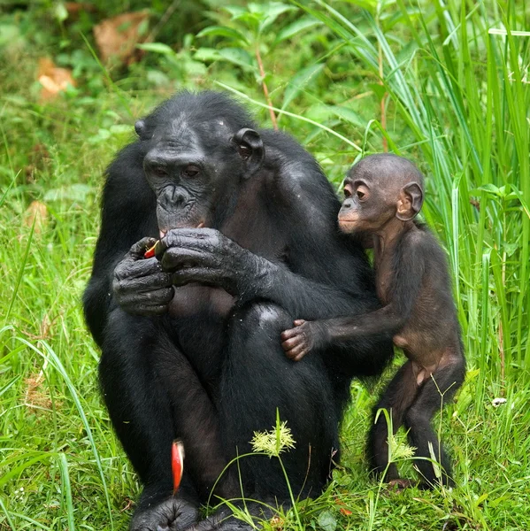 Dois jovens chimpanzés — Fotografia de Stock