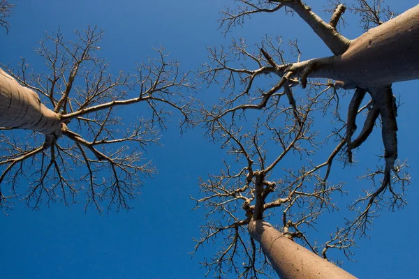 Baobabs on sky background — Stock Photo, Image