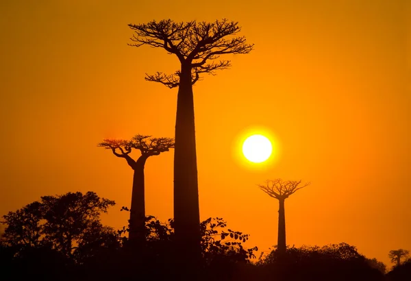 Baobabs při východu slunce pozadí — Stock fotografie