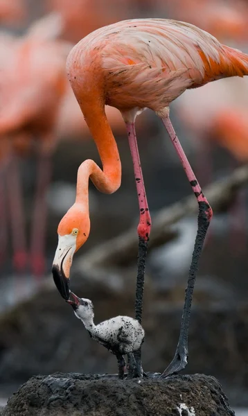 Różowe flamingi na zewnątrz — Zdjęcie stockowe