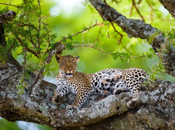 Leopard liegt auf einem Baum — Stockfoto