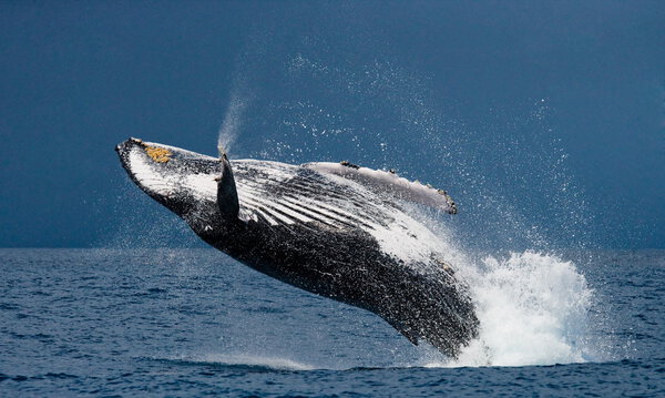 Saltar ballena jorobada , — Foto de Stock