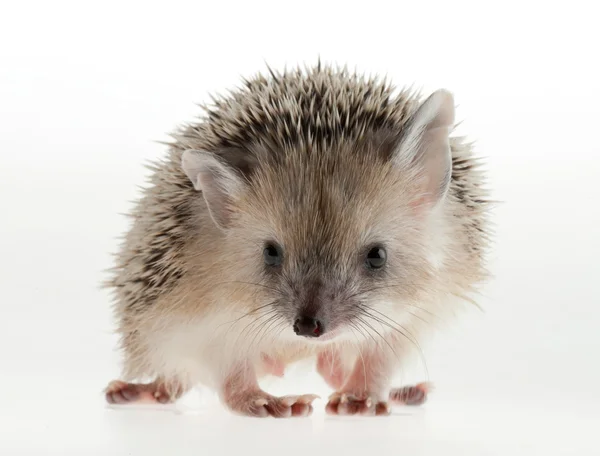 Igel isoliert auf weißem Grund — Stockfoto