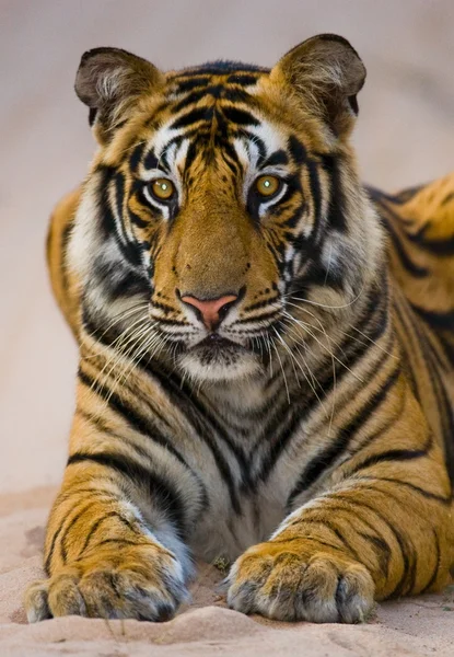 Πορτρέτο της τίγρης σε κοντινό πλάνο — Φωτογραφία Αρχείου
