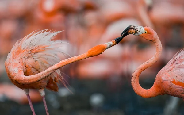 Pink flamingos outdoors — Stock Photo, Image