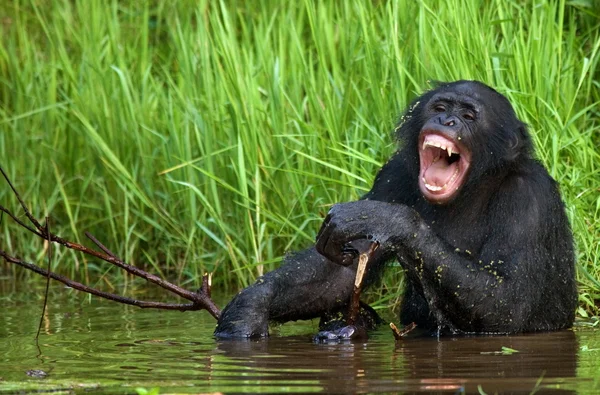 Young šimpanz zblízka — Stock fotografie