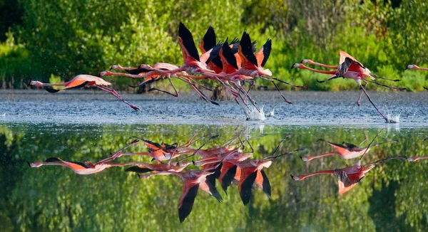 Розовые фламинго на открытом воздухе — стоковое фото