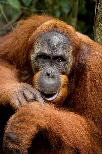 Orangután portréja közelről — Stock Fotó