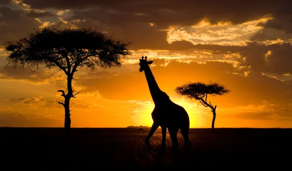 Baobabs at sunrise background — Stock Photo, Image