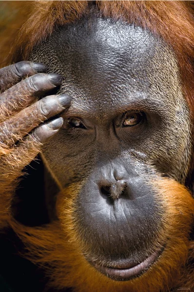Ritratto di Orangutan primo piano — Foto Stock