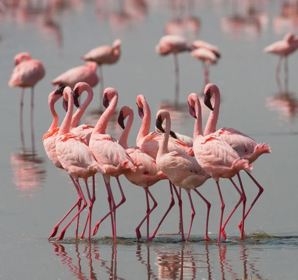 Flamants roses en plein air — Photo