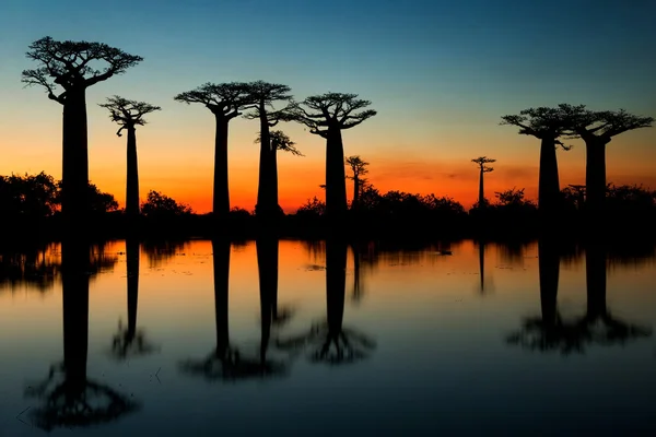 Baobás ao nascer do sol fundo — Fotografia de Stock