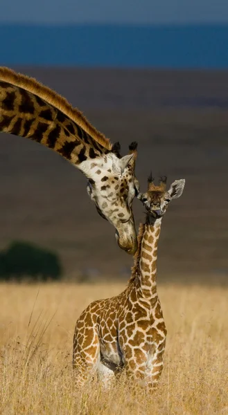 Girafes en savane en plein air — Photo