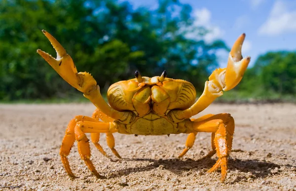 Crabe des terres jaune — Photo