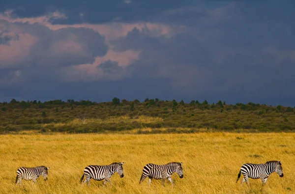 Зебры на фоне бушующего неба — стоковое фото
