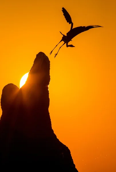 Heron decola ao pôr-do-sol — Fotografia de Stock