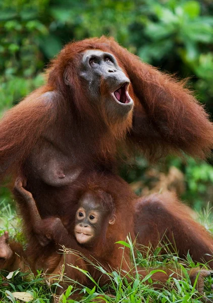 Portrait of monkeys  close up — Stock Photo, Image