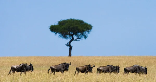 Kudde buffels outroors — Stockfoto