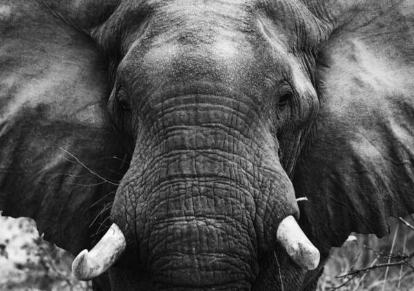 Siyah beyaz fotoğraf fil — Stok fotoğraf