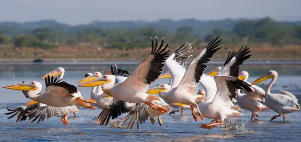 Flock of great pelicans Stock Picture