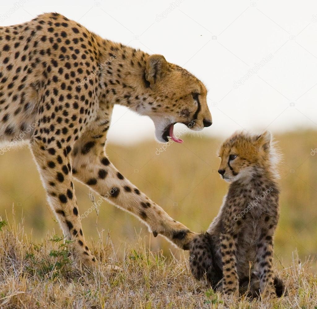 The female cheetah with cub