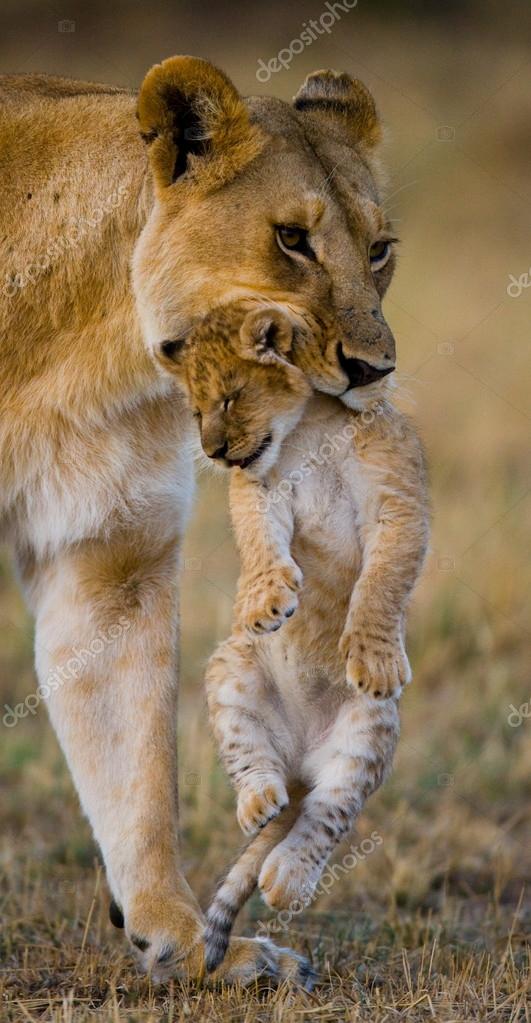Deux Jeunes Lions Dans La Savane Deux Jeunes Lions Dans La Savane