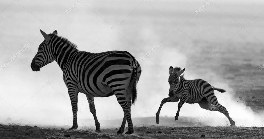 Zebras  on black and white