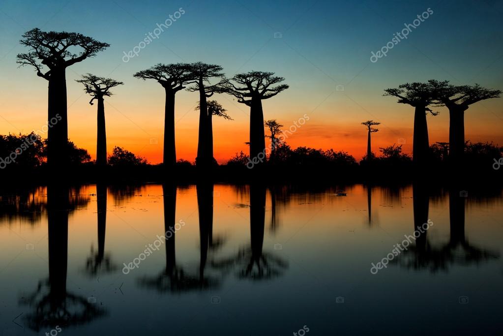 27 724 Madagascar Stock Photos Images Download Madagascar Pictures On Depositphotos