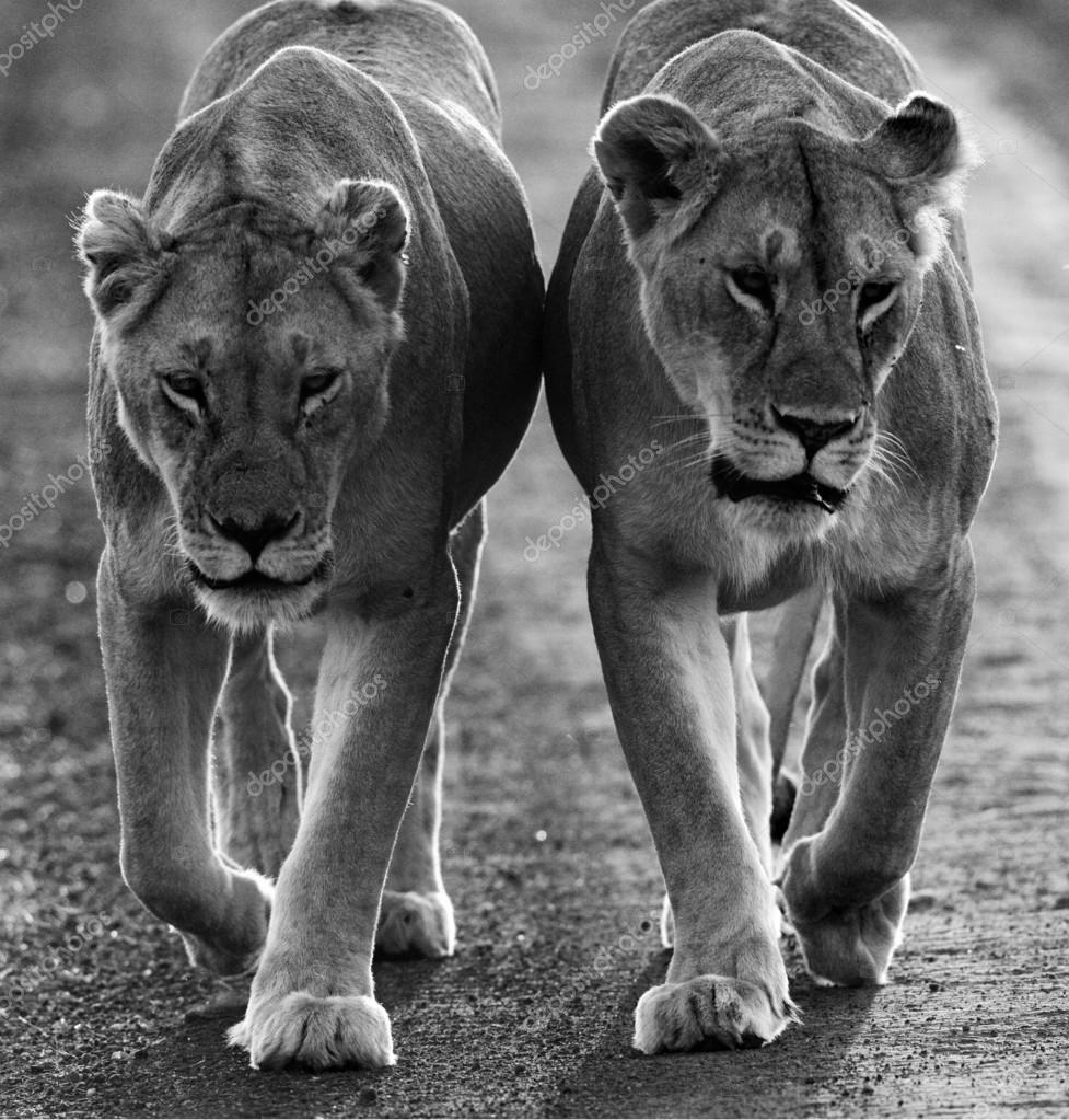 Lion Noir Blanc Images Libres De Droit Photos De Lion Noir Blanc Depositphotos Lion Noir Blanc Images Libres De Droit Photos De Lion Noir Blanc Depositphotos