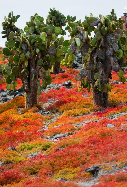 Mousse sur les pierres et les cactus — Photo