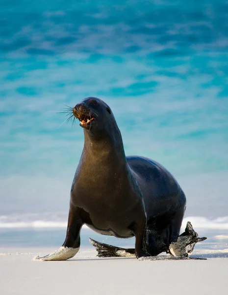 Морський лев (Zalophus californianus) — стокове фото