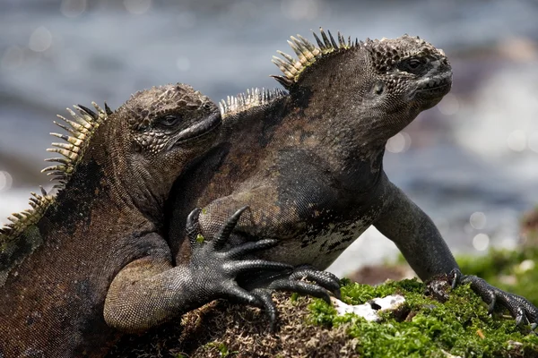 Iguanas marinhas de galápagos — Fotografia de Stock