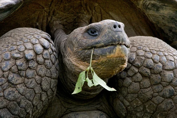 Schildpad met groene plant — Stockfoto