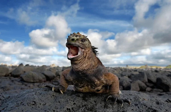 Galapagos θαλάσσια ιγκουάνα — Φωτογραφία Αρχείου