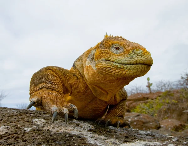 Terra iguana galápagos — Fotografia de Stock