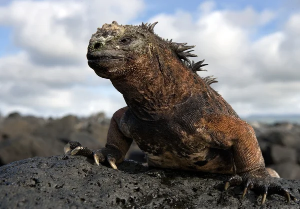 Iguana marina de galápagos — Foto de Stock