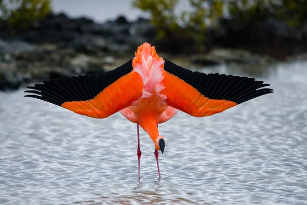 Красивый красочный фламинго — стоковое фото