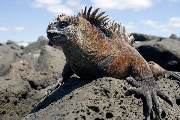 Galapágy mořský leguán — Stock fotografie