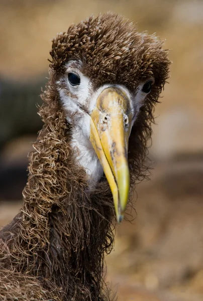 Albatross with long yellow beak — Stock Photo, Image