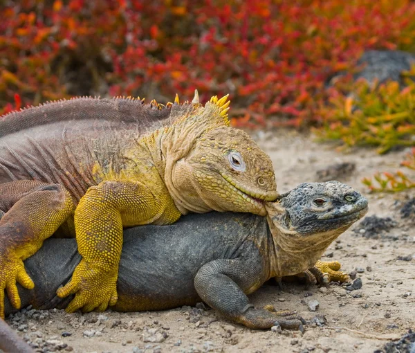 Land iguanas Galapagos — Stock Photo, Image