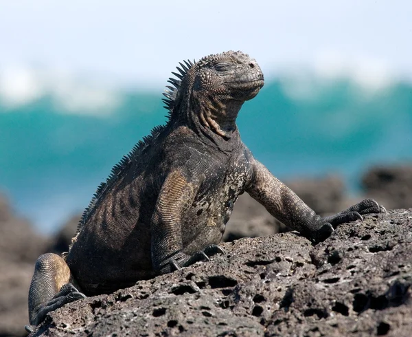 Galapagos marine iguana Stock Photo