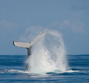 kambur balina suyun dışında atlama