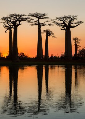 Baobabs on the sky background clipart