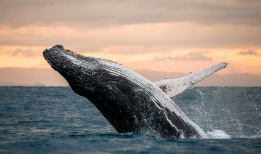 Humpback Whale Jumping Out Of The Water clipart