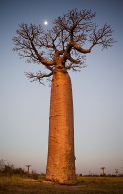 Baobab gökyüzü arka plan üzerinde