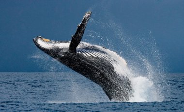 Humpback Whale Jumping Out Of The Water