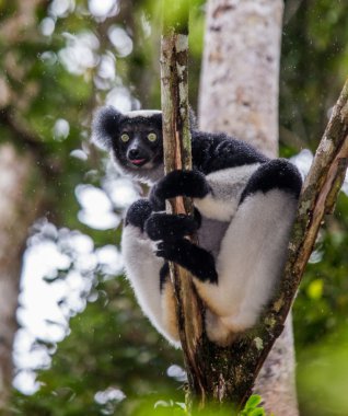 Lemur pik out bir ağaçtan